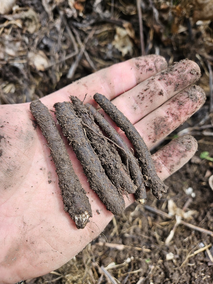 Bocking 14 Comfrey Root Cuttings